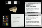 Foto (Objekt + Etiketten) von Nodoprosopon ornatum (Meyer, 1842) 